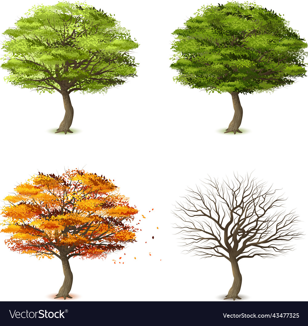 Trees In Four Seasons Royalty Free Vector Image