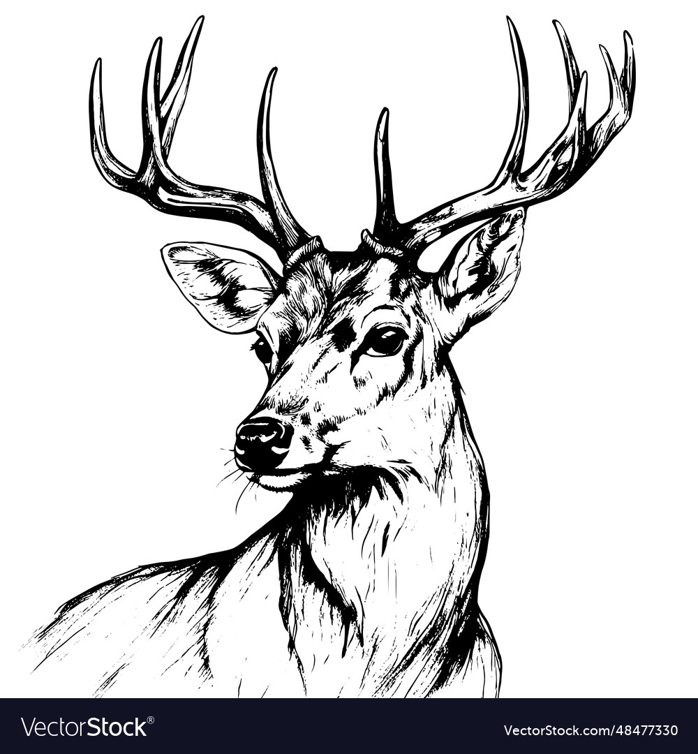 Deer animal for design sketch Royalty Free Vector Image