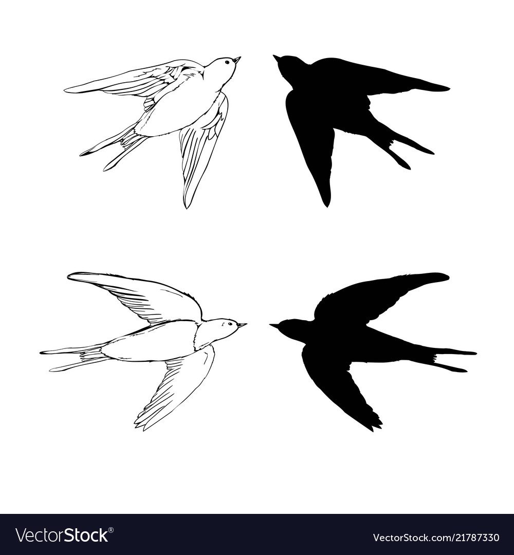 Set swallow icons design elements vector image Set swallow icons design elements