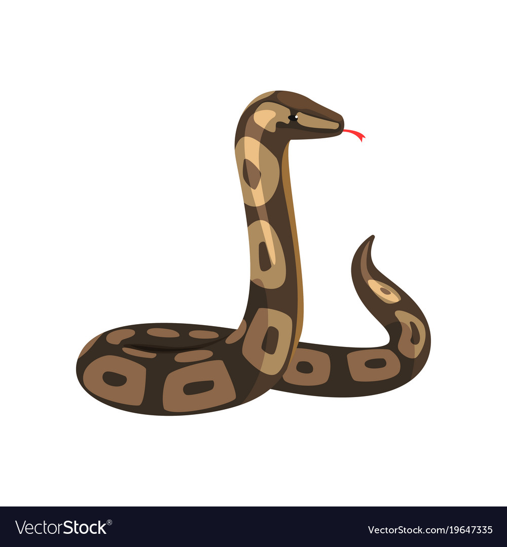 Tropical Python Snake - Reptile Portrait