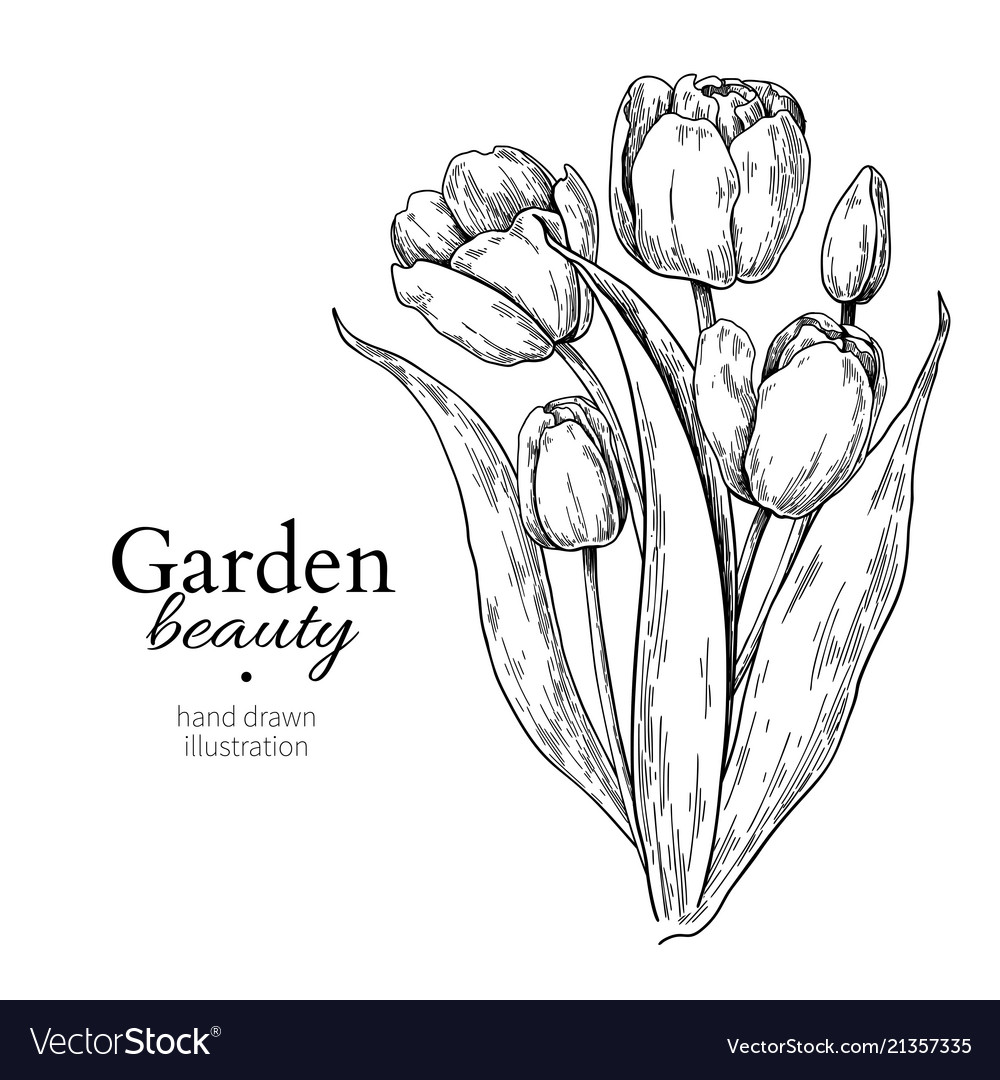 Premium Vector  Pencil drawing of a tulip flower