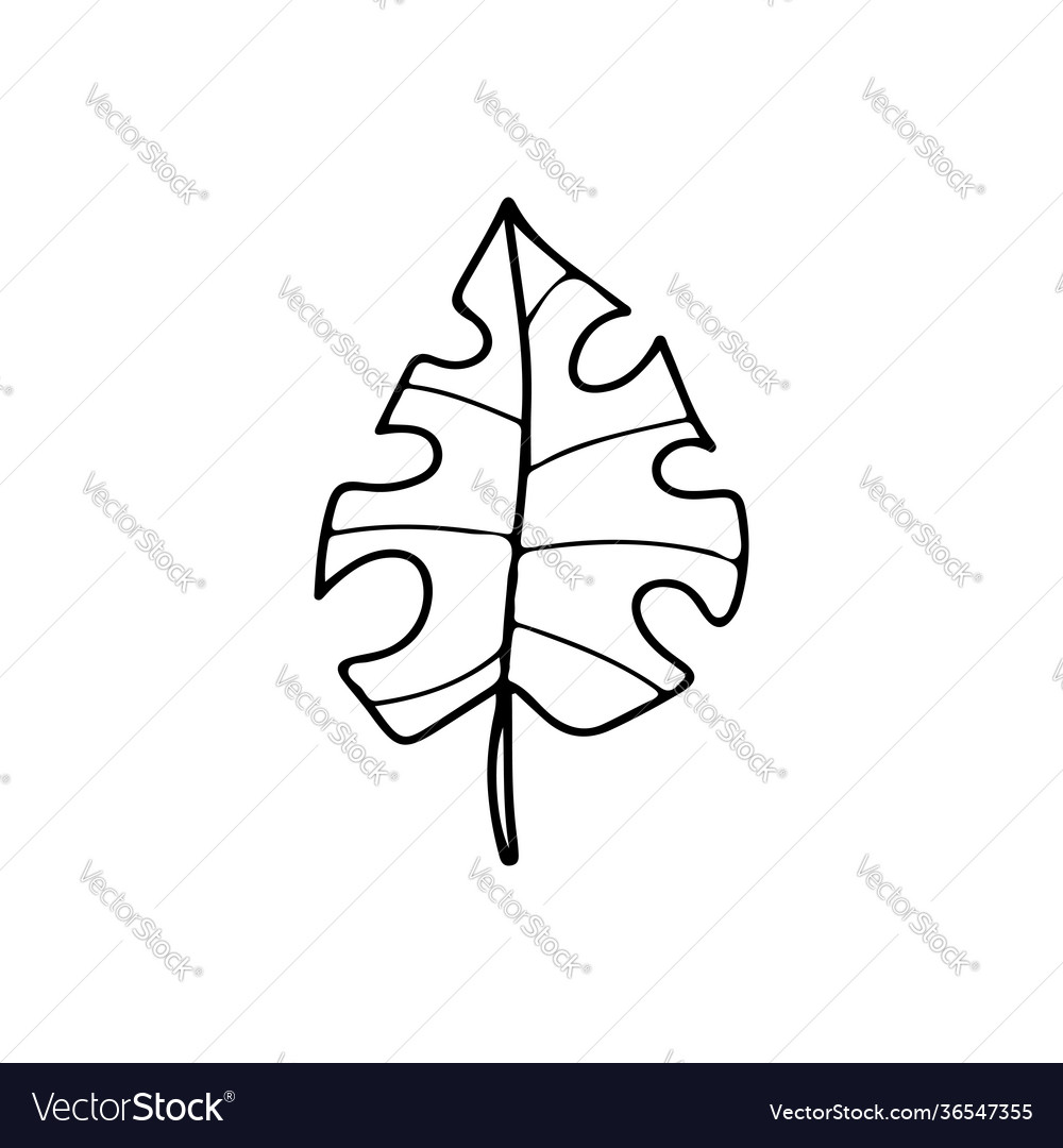 Handgezeichneter Zweig und Blatt eine tropische Pflanze vector image Handgezeichneter Zweig und Blatt eine tropische Pflanze