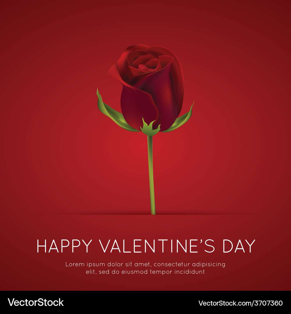 Rose Royalty Free Vector Image - VectorStock