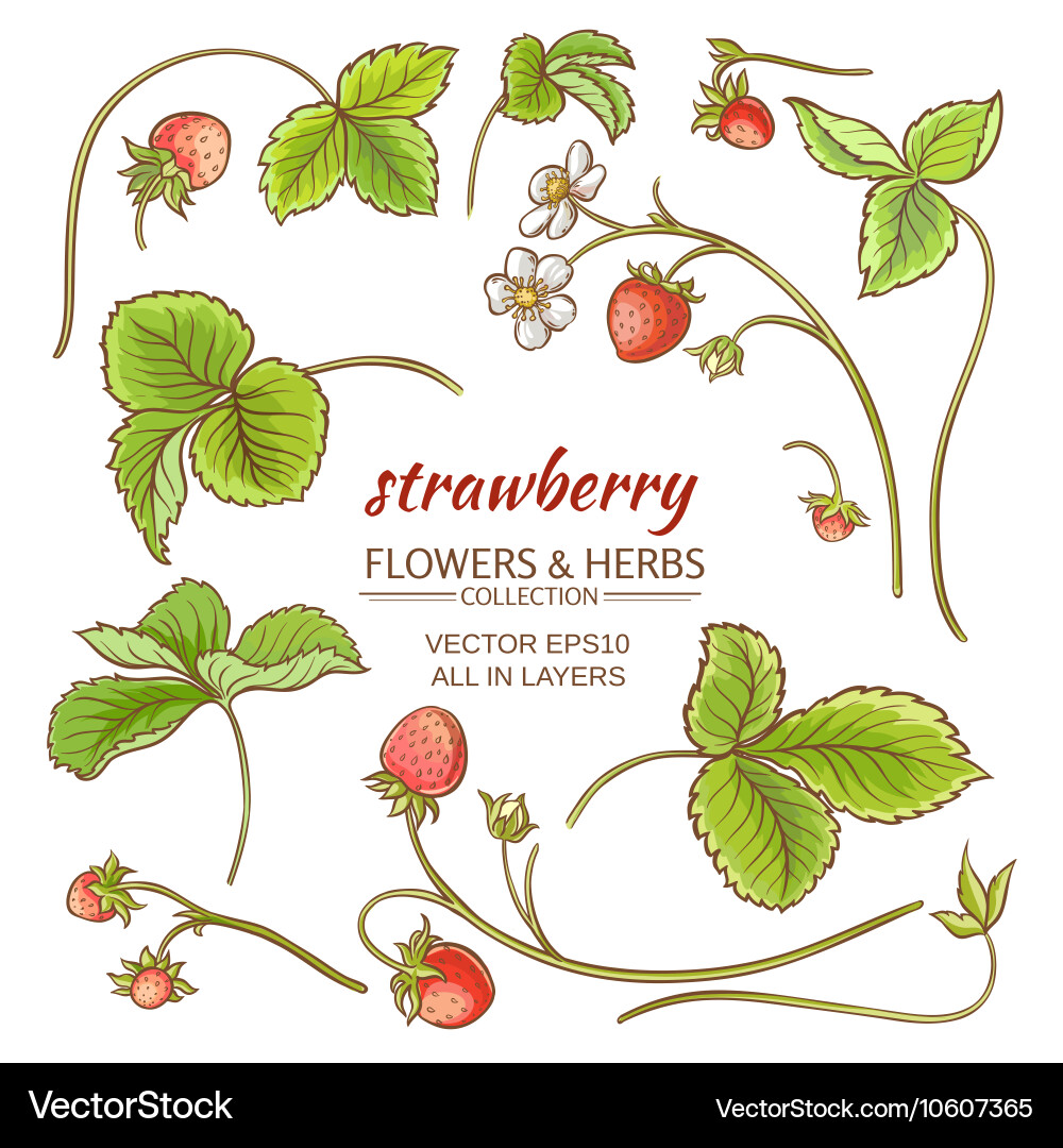 Strawberry elements set Royalty Free Vector Image