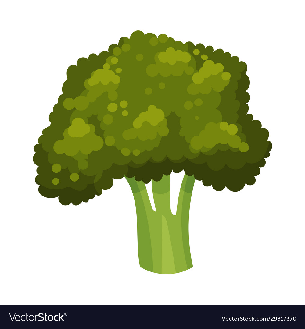 Broccoli isolated on white background