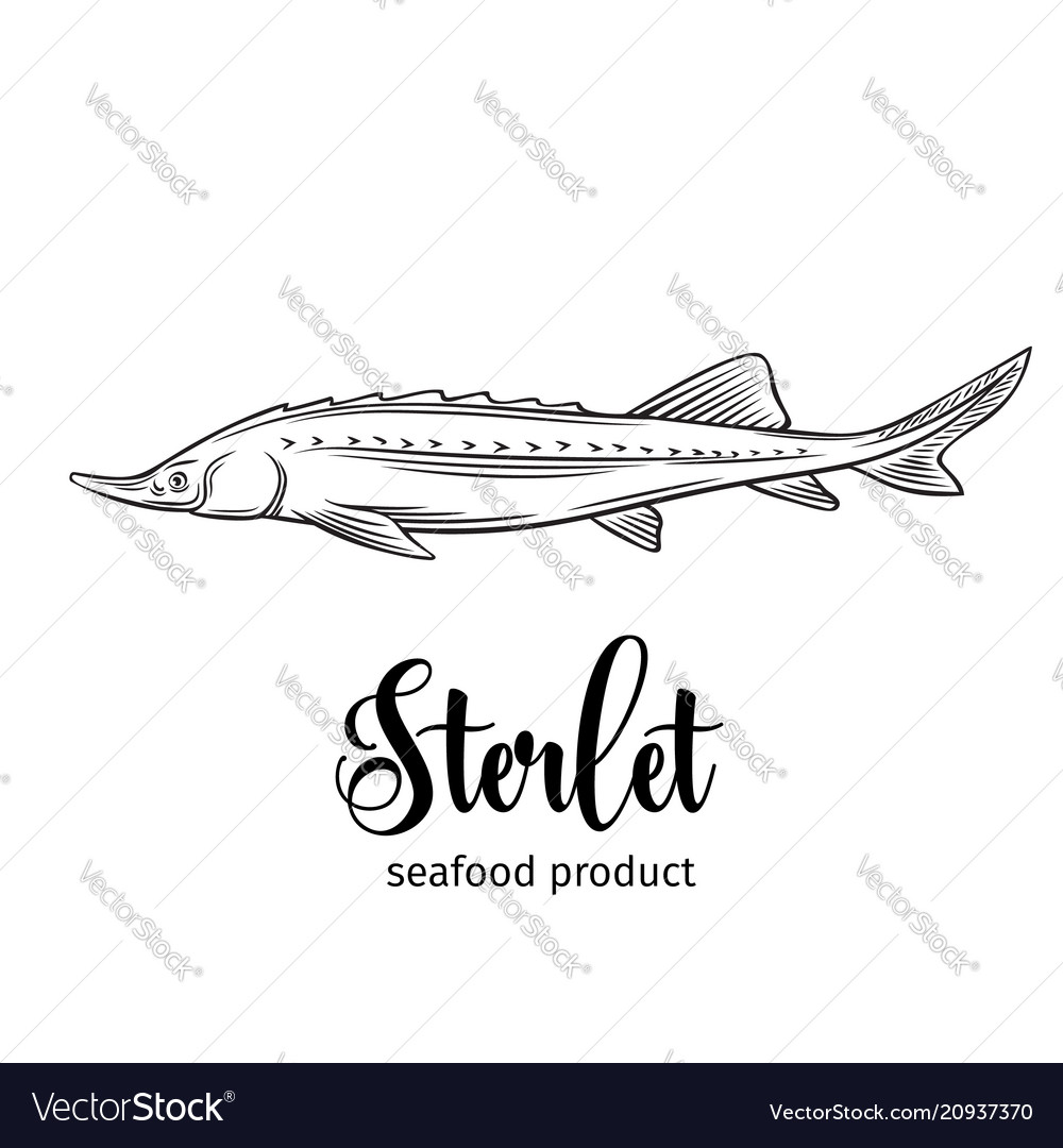 Sterlet Royalty Free Vector Image - VectorStock