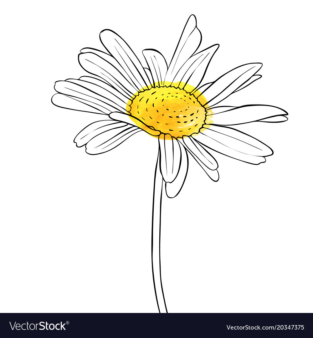 Line Drawing Daisy Flower Sketch Flower Drawing Flower Sketch Daisy PNG  Transparent Clipart Image and PSD File for Free Download