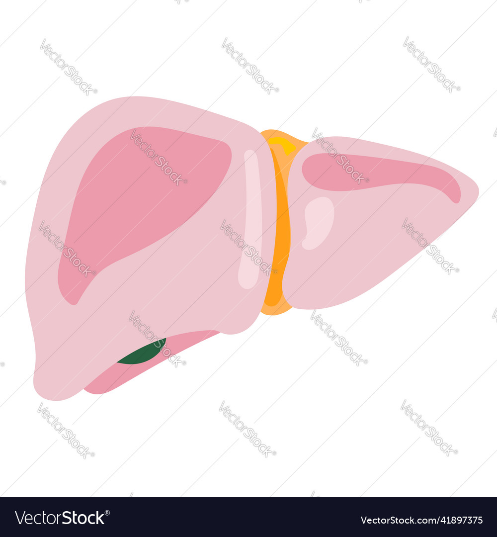 Lung human internal organ anatomy Royalty Free Vector Image