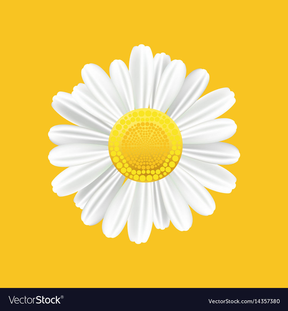 Chamomile realistic symbol yellow background