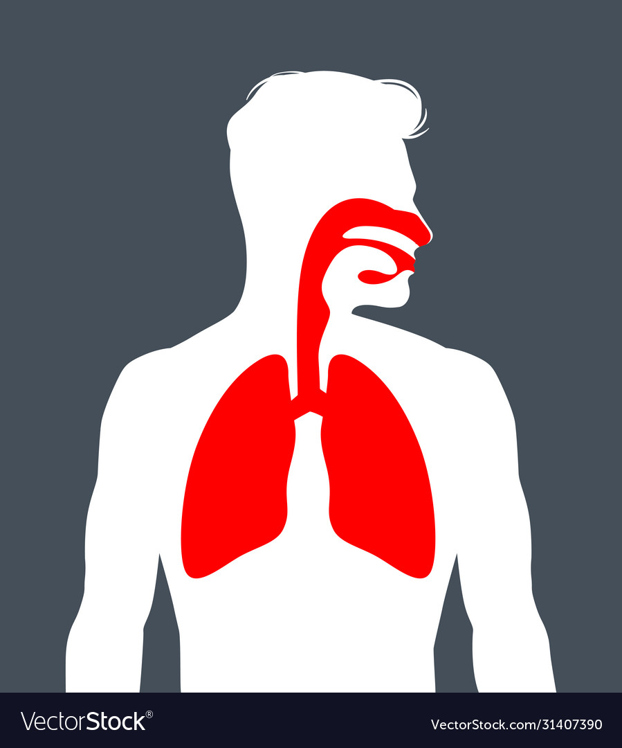 Human respiratory system Royalty Free Vector Image