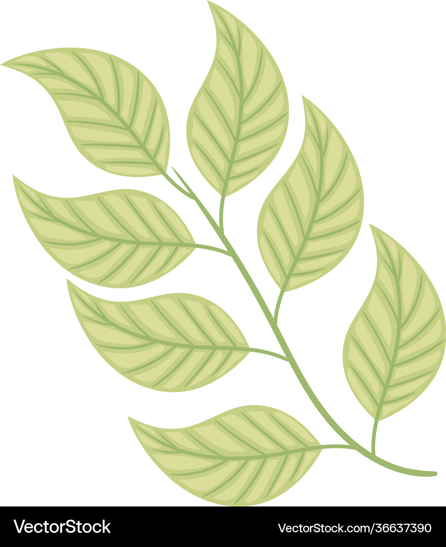 Mint leafs branch Royalty Free Vector Image - VectorStock
