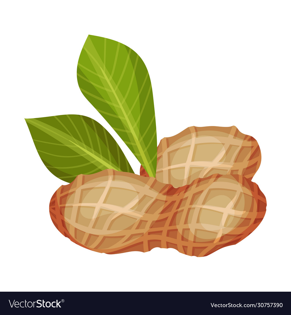 Peanut kernel in nutshell with green leaf Vector Image Peanut kernel in nutshell with green leaf