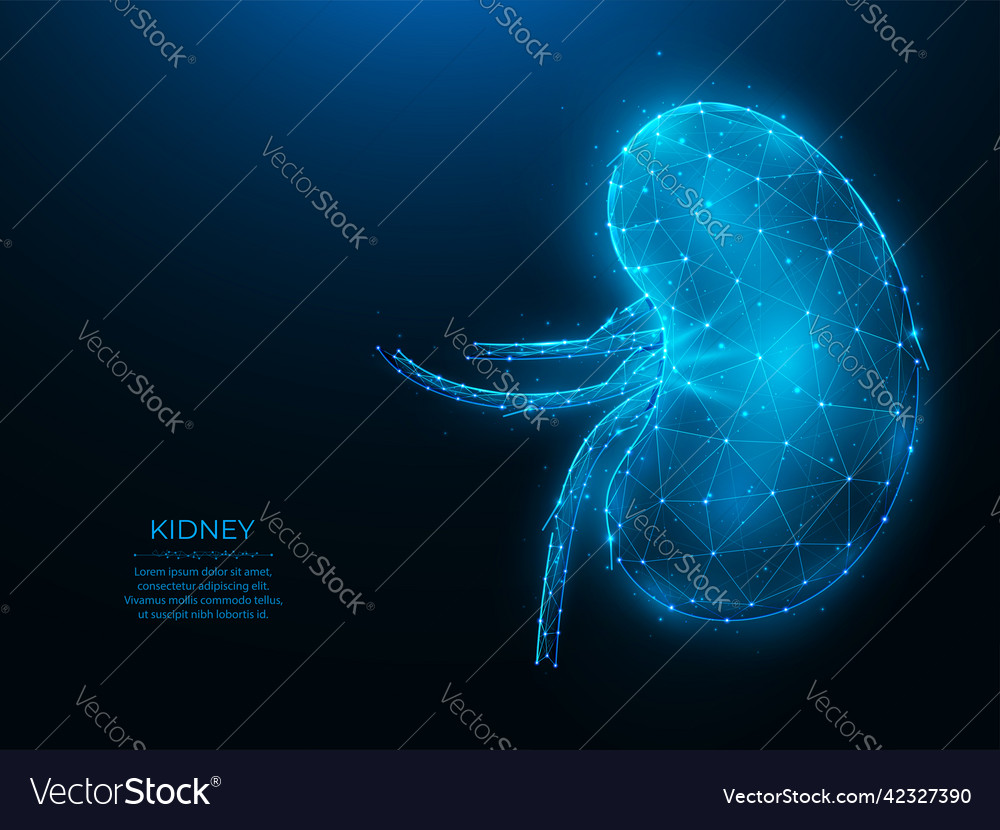 Polygonal der menschlichen Niere auf einem dunklen Blau