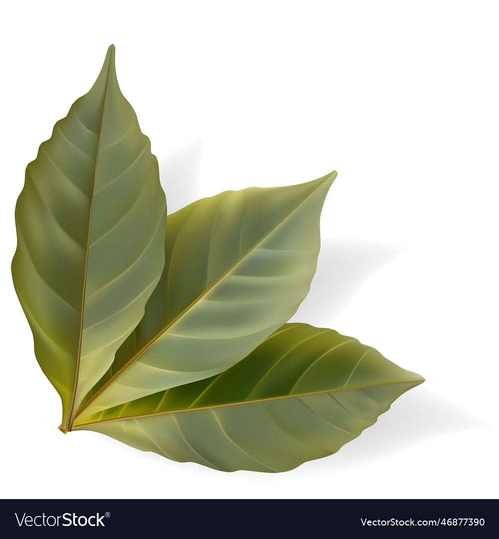 Tropical leaf isolated exotics botanical