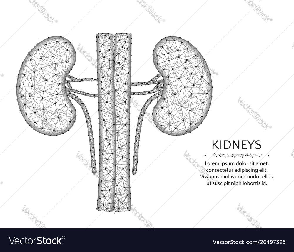 Kidneys with artery and veins low poly design