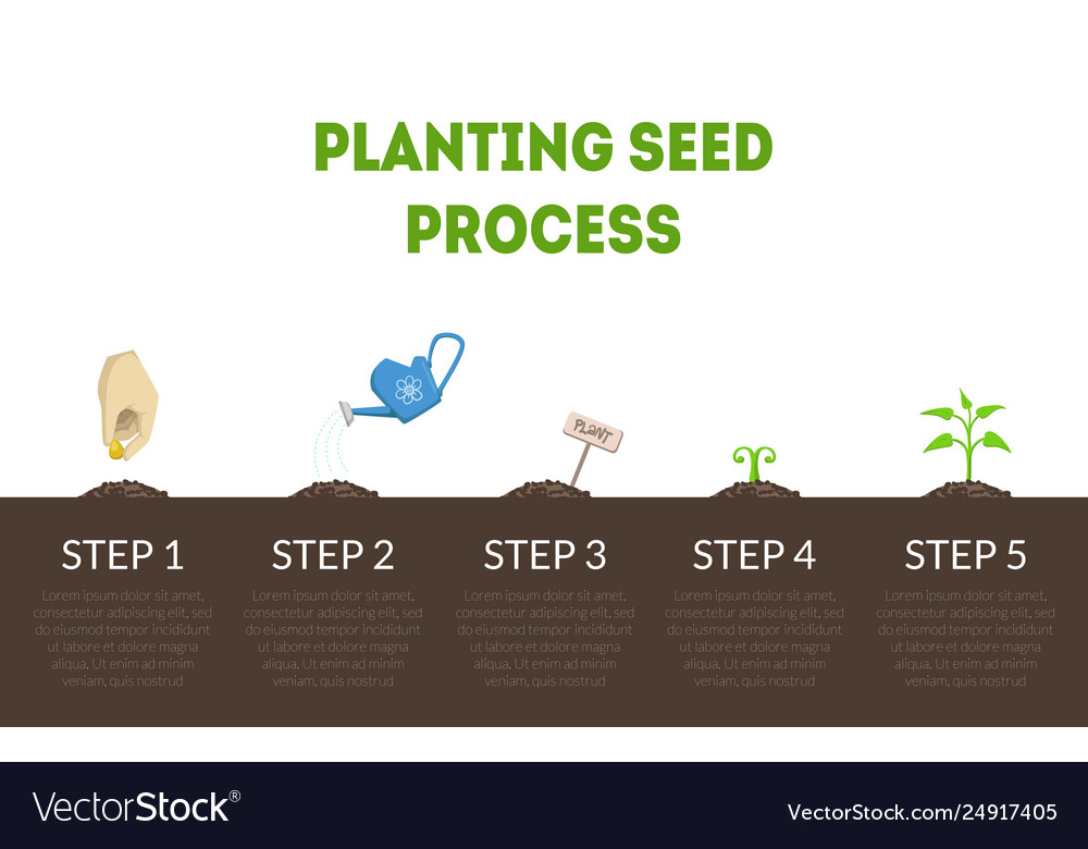 Planting seed process banner stages growth Vector Image