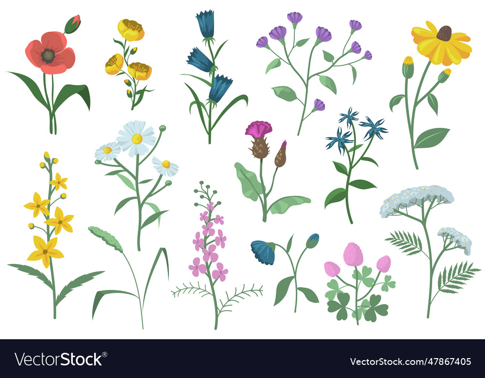 Pretty field flowers flat set for web design Vector Image