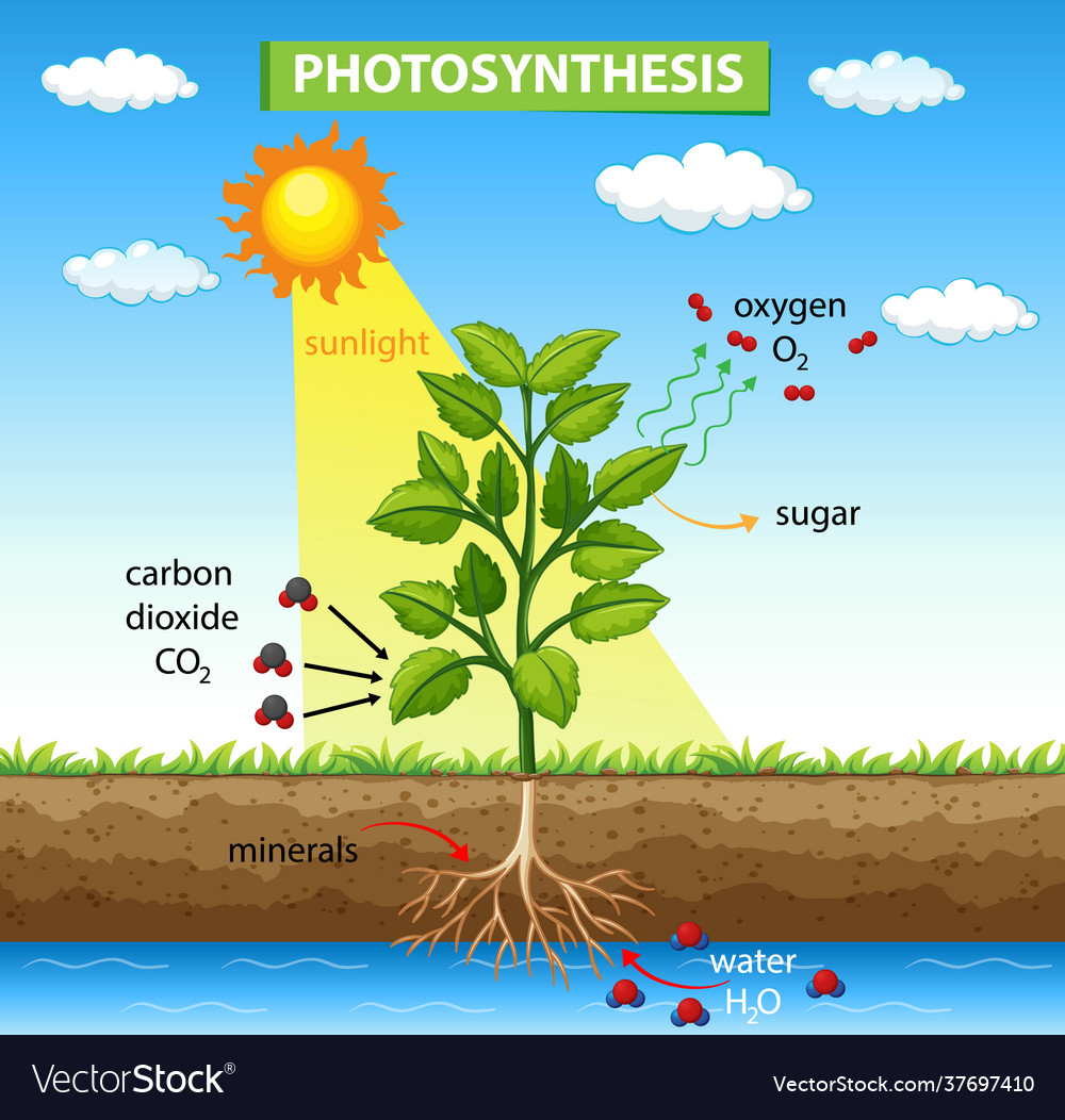 Diagram showing process photosynthesis in plant Vector Image