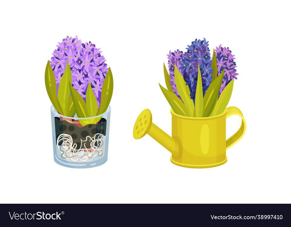 Purple and blue hyacinth potted flowers set