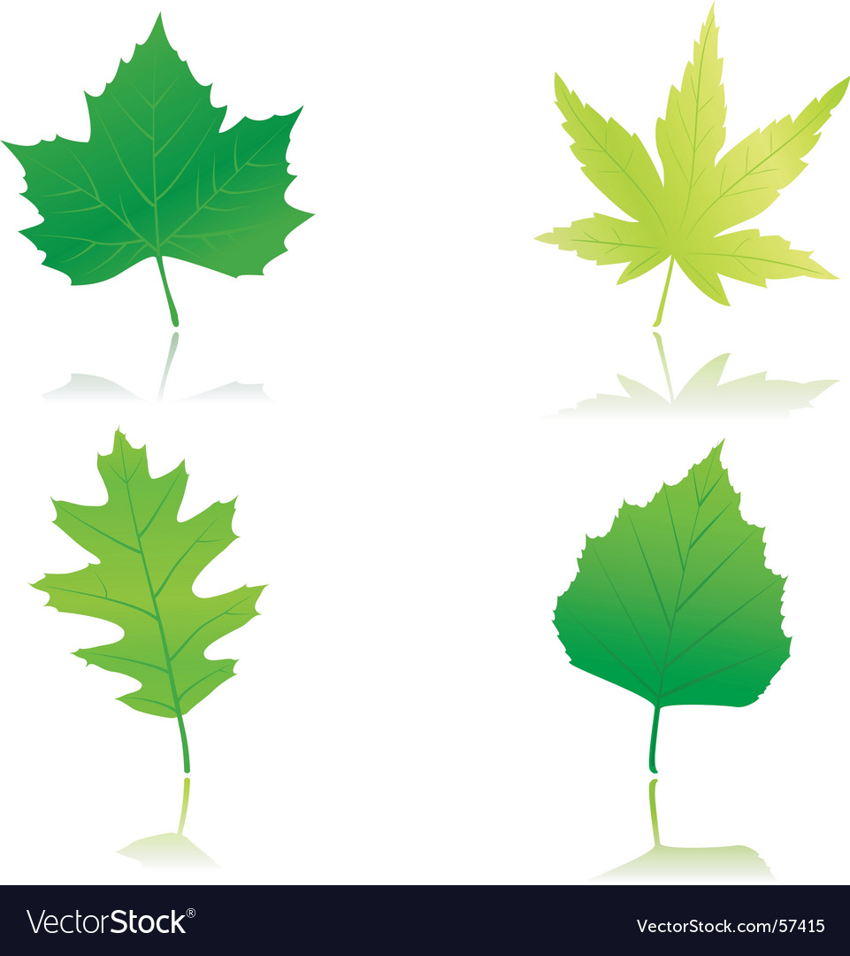 Green Spring Leaves Royalty Free Vector Image Vectorstock Green Spring Leaves Royalty Free Vector Image Vectorstock
