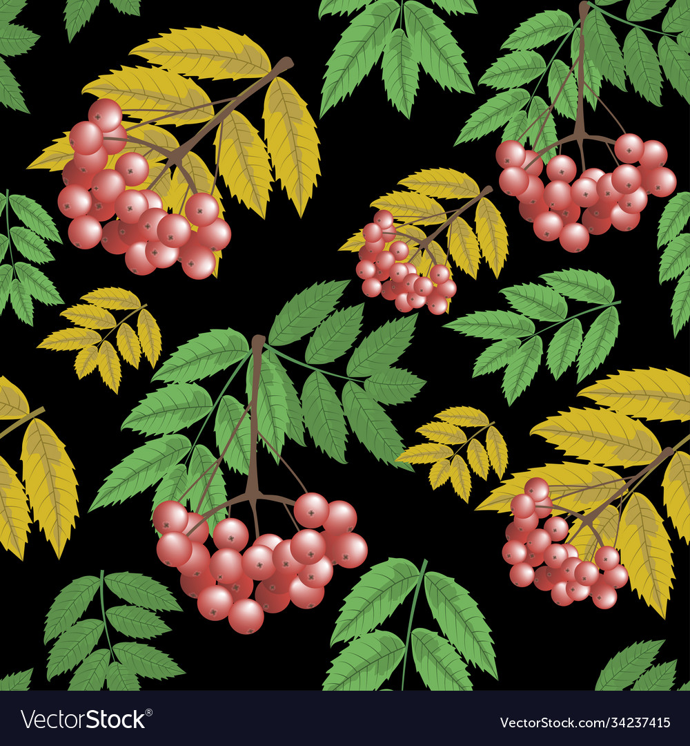 Seamless pattern branch rowan berries vector image Seamless pattern branch rowan berries