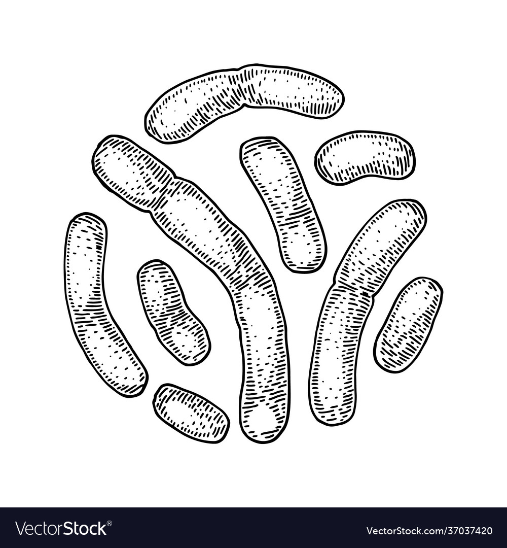 Hand drawn probiotic lactobacillus bacteria good