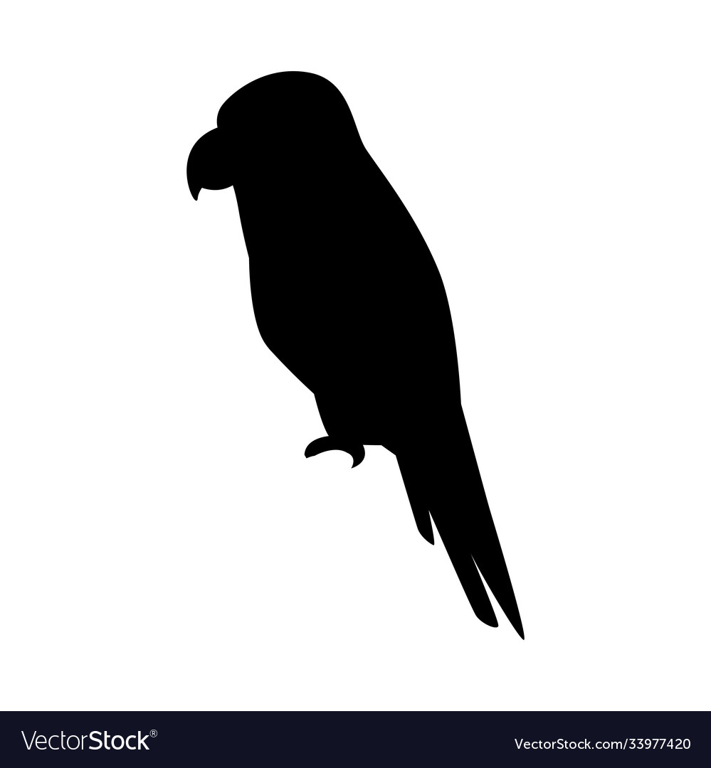 Wild tropical parrot bird nature silhouette