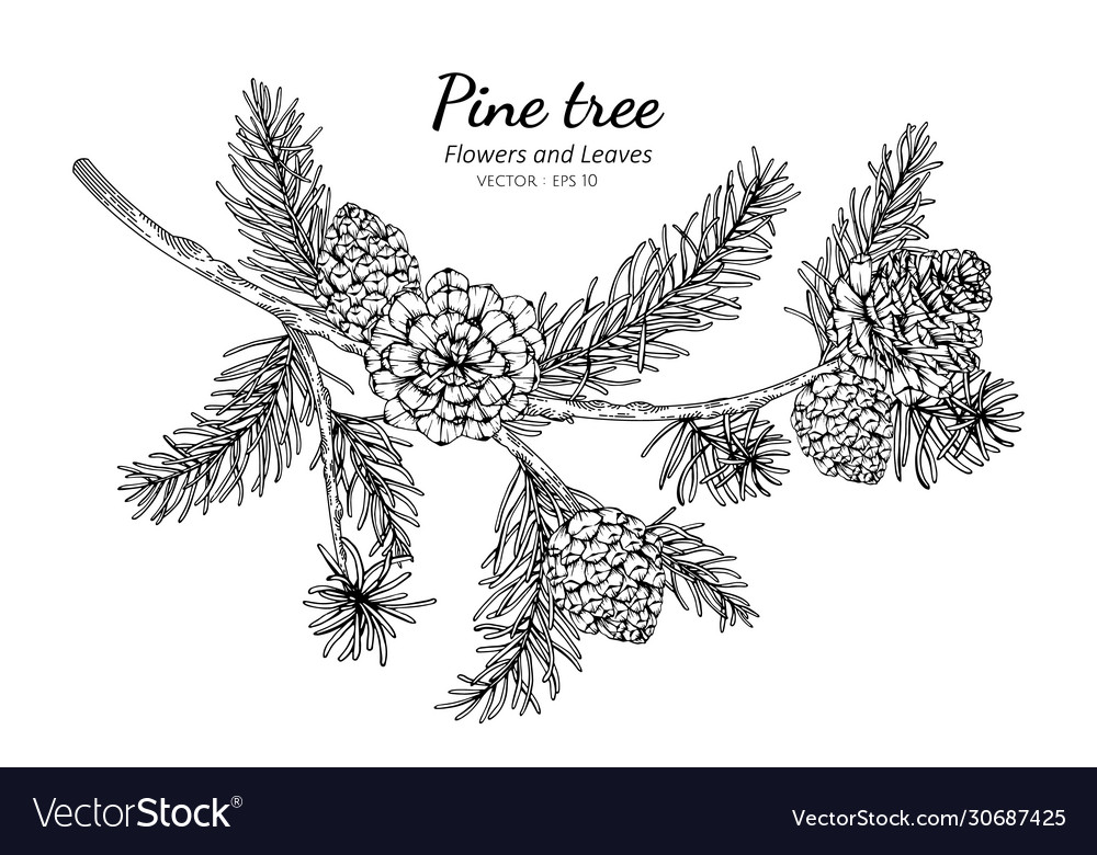 Pine Cones And Leaf Drawing With Line Art On Vector Image