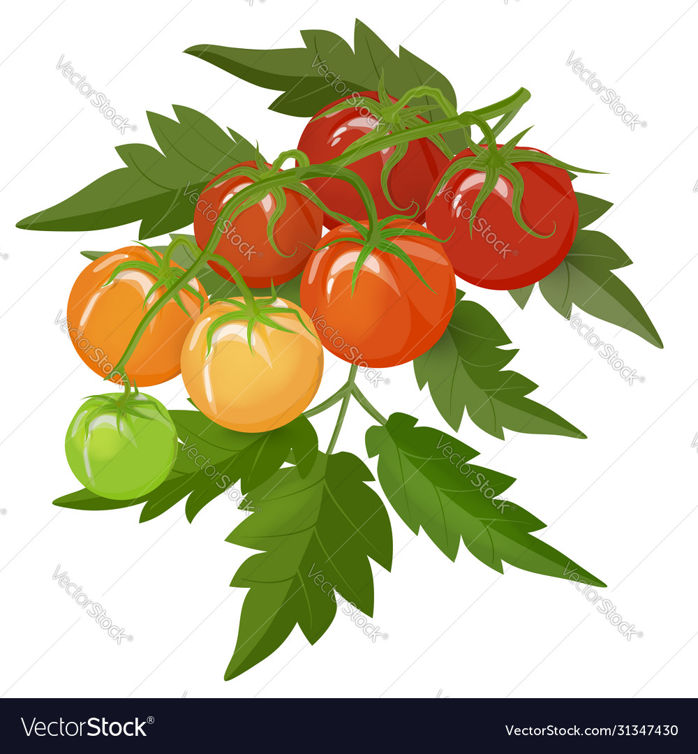 A bunch tomatoes on branch with leaves Royalty Free Vector