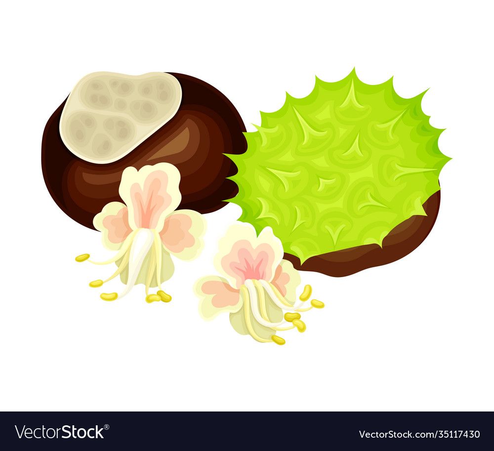 Conker brown seed or nut in cracked spiky shell Vector Image