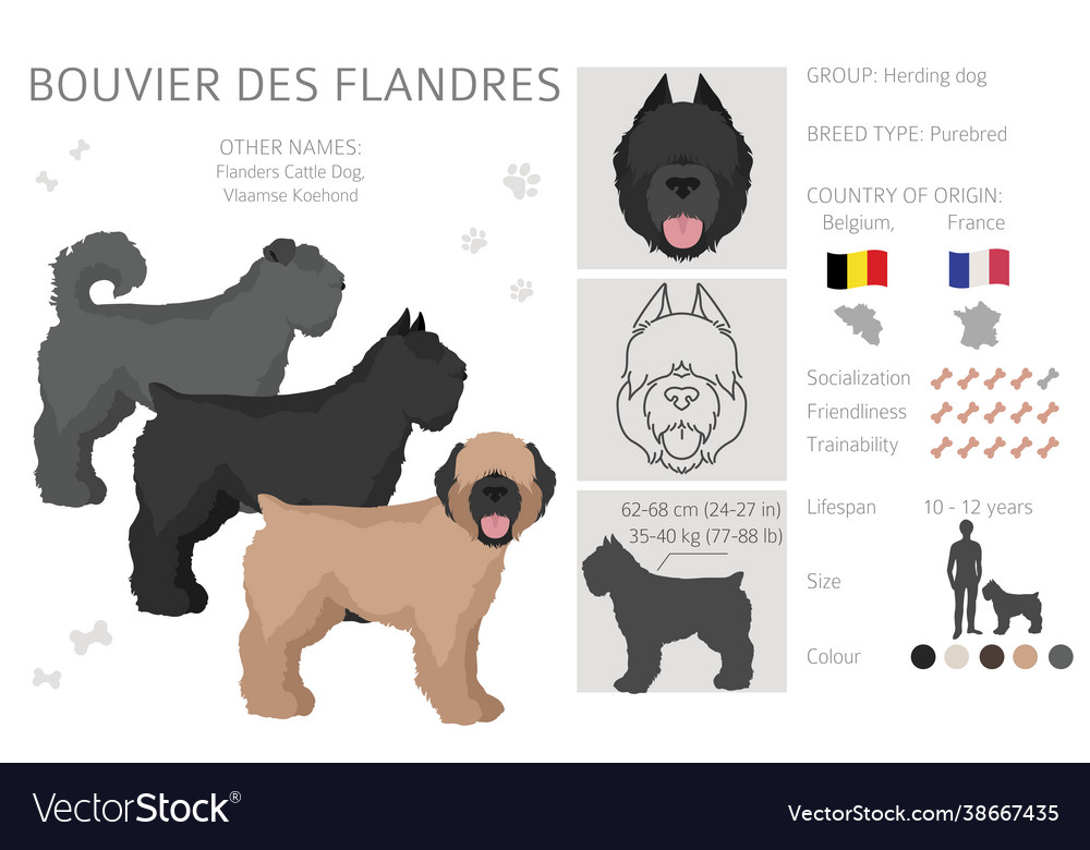 Bouvier des flandres clipart verschiedene Mantel