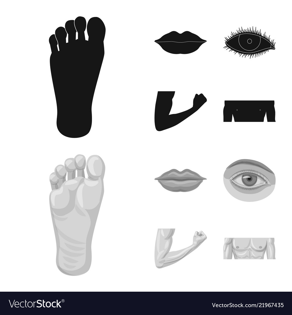 Isolated object of human and part sign collection vector image Isolated object of human and part sign collection