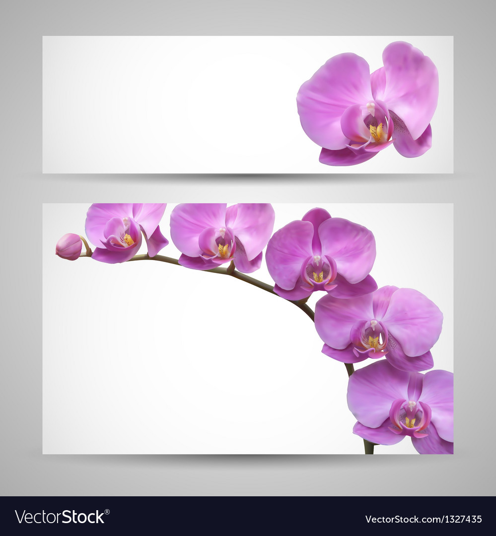Orchid Flower Template Royalty Free Vector Image