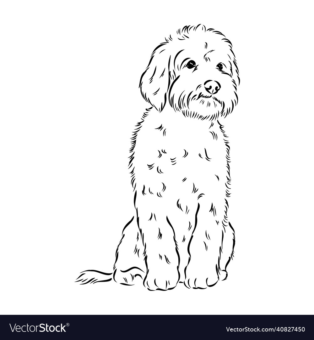 Adorable Labradoodle Mix Dog