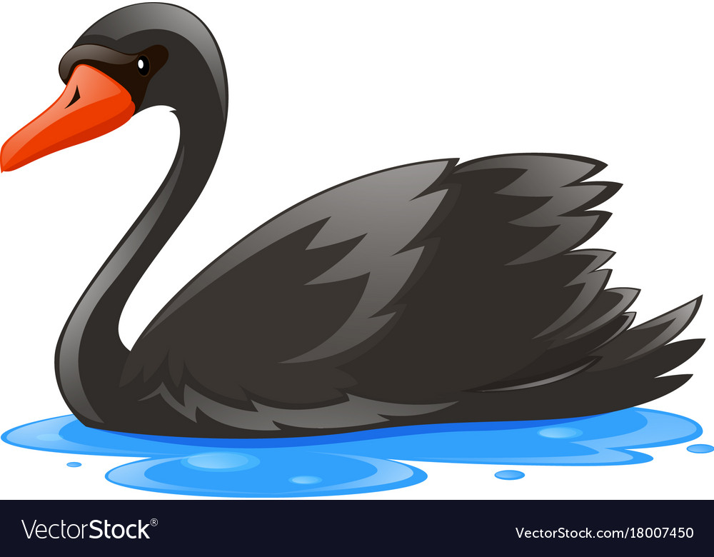 Black swan in the water