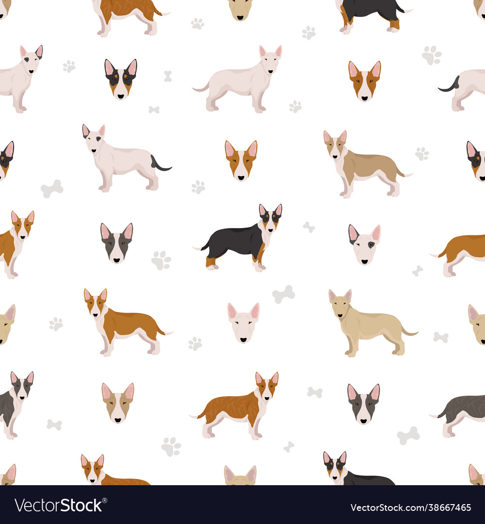 Miniature bull terrier seamless pattern different Vector Image