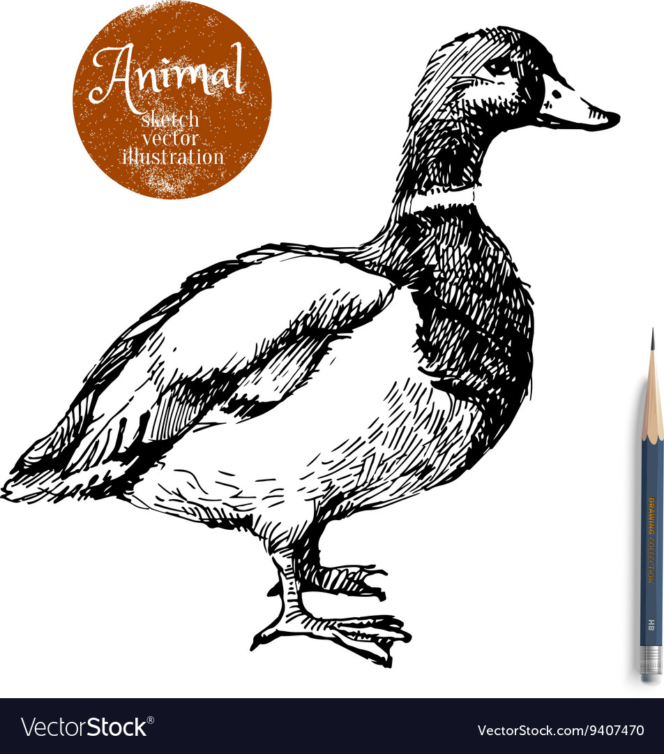 Hand drawn duck animal sketch isolated Royalty Free Vector