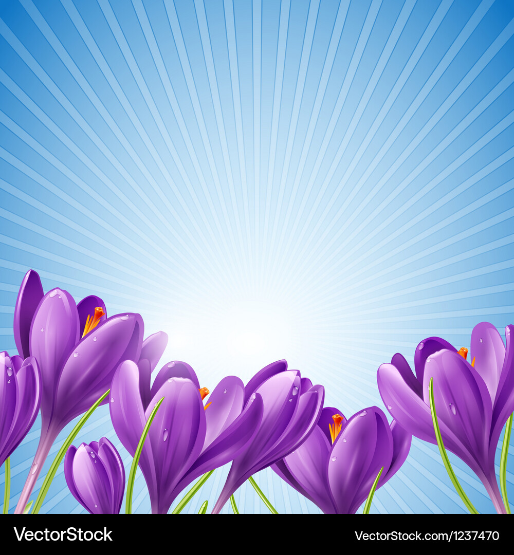 Spring Crocus Flowers on Blue Royalty Free Vector Image