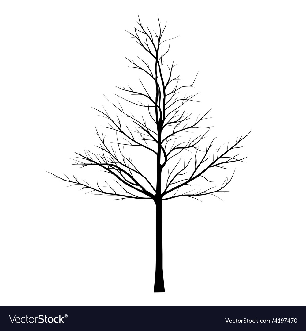 Trees with dead branch