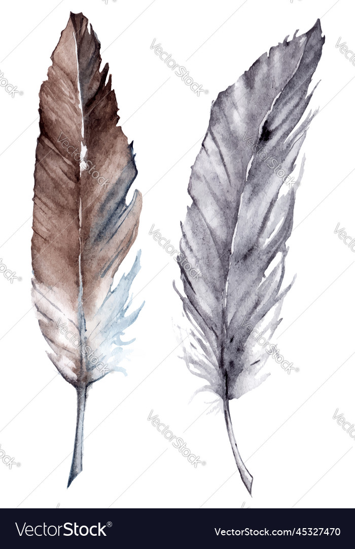 Watercolor gray grey brown feather set isolated