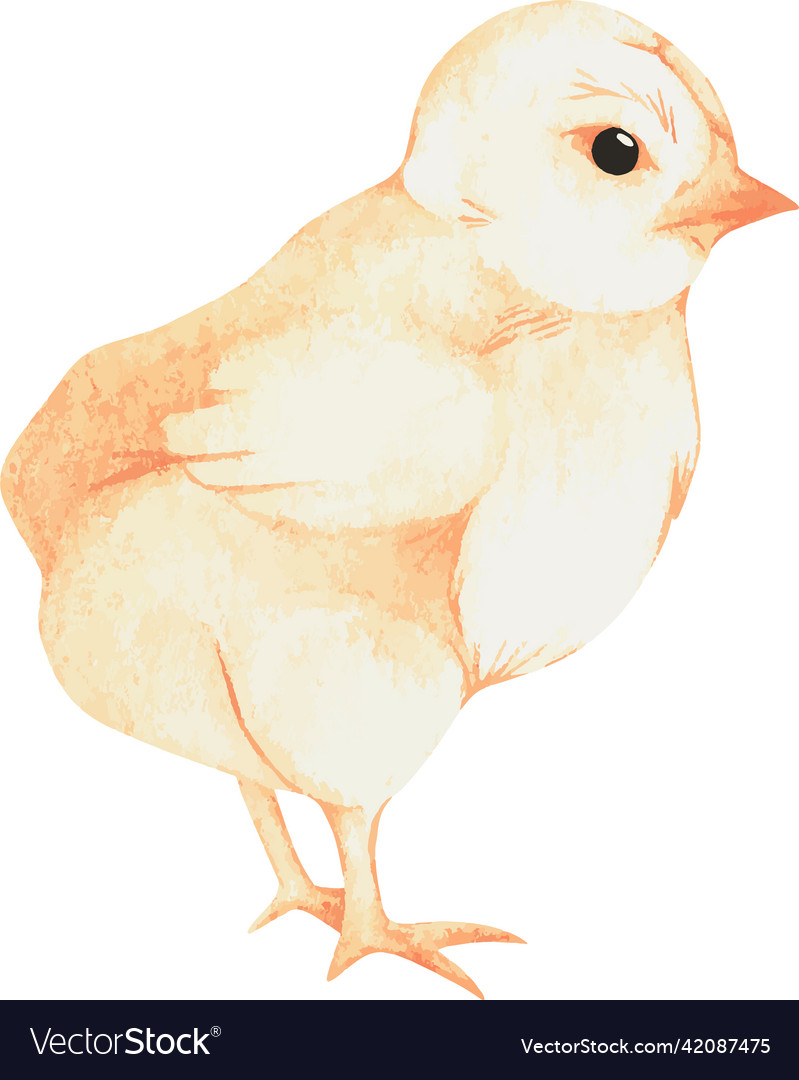 Chick