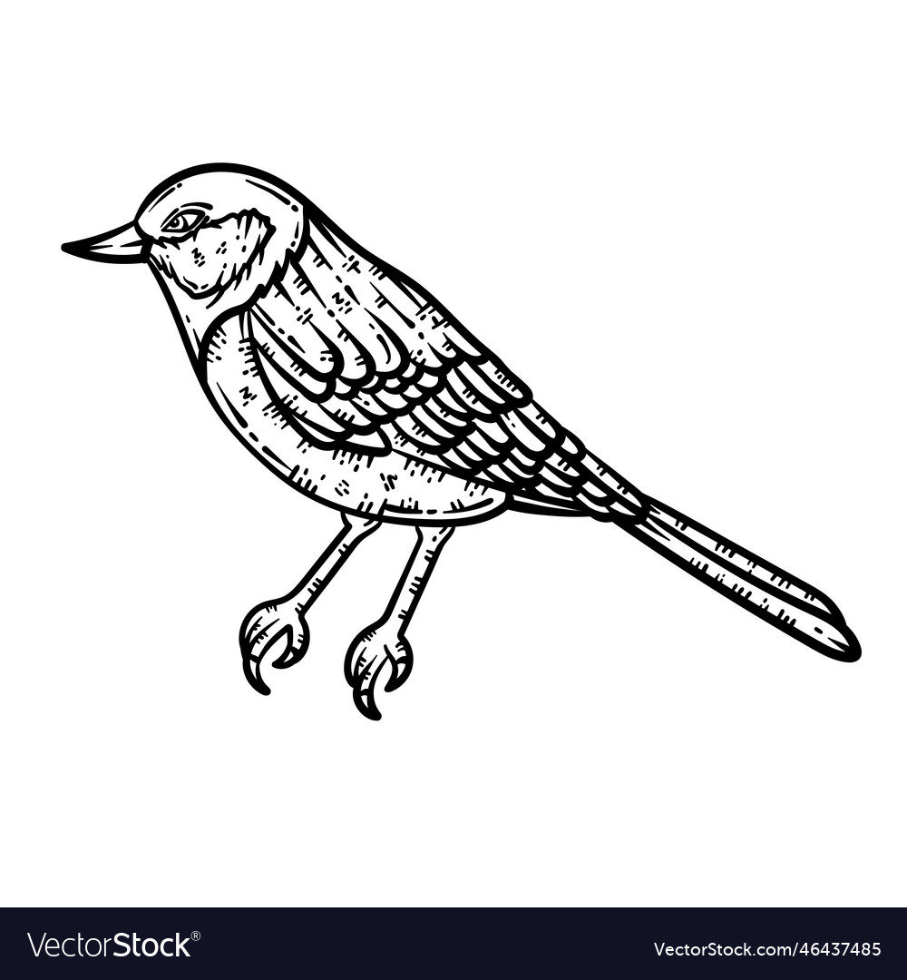 Bird animal coloring page for adult Royalty Free Vector