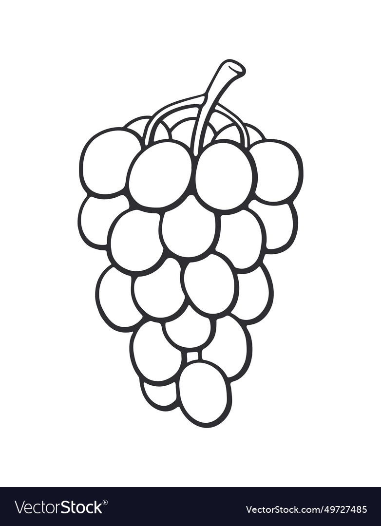 Bunch of grapes healthy vegetarian food Royalty Free Vector