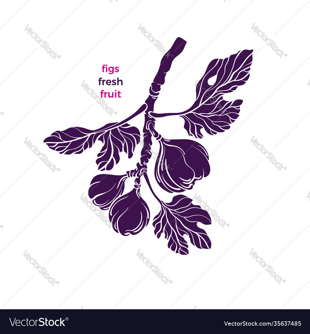 Figs symbol tree texture fruit isolate Royalty Free Vector