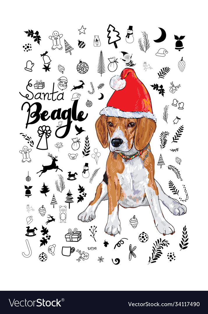 Beagle dog wear santas red hat with santa