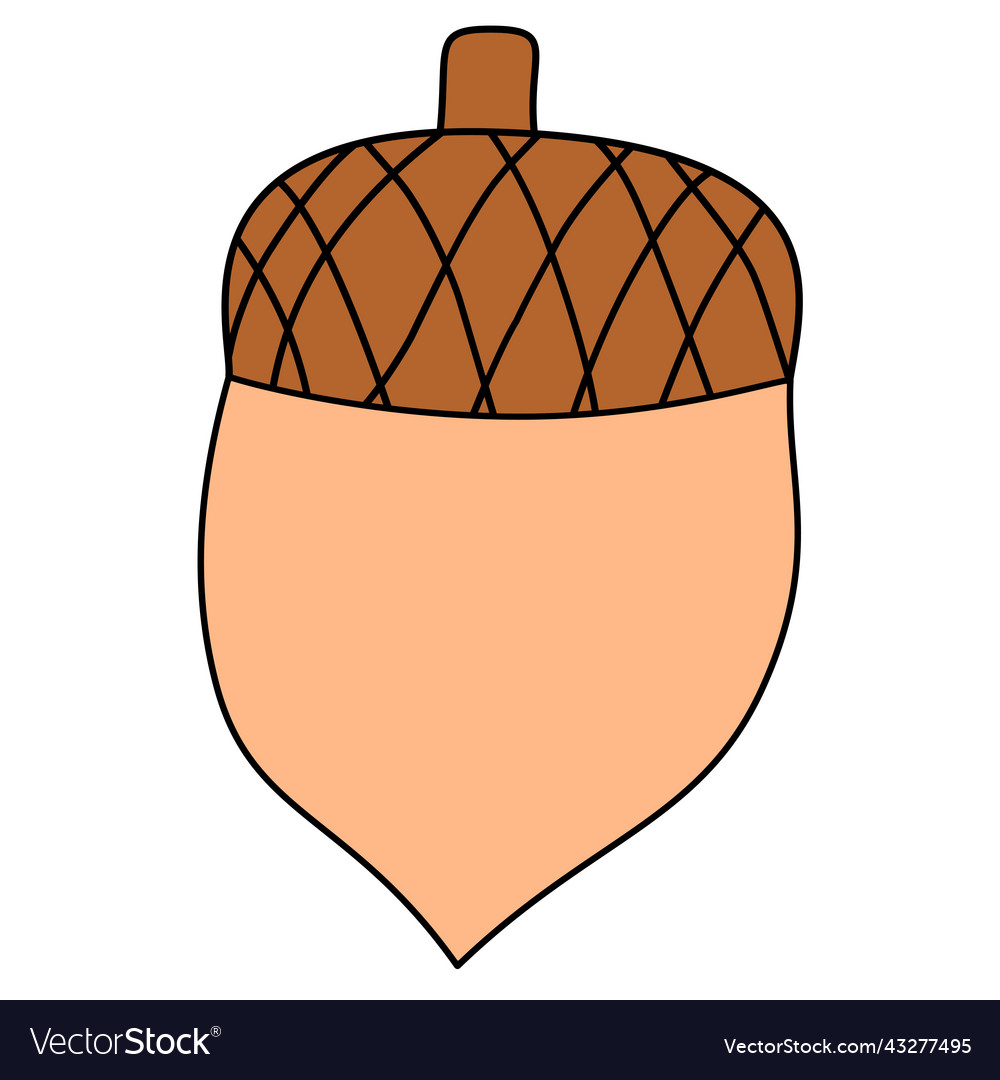 Isolated floral element autumn acorn from tree