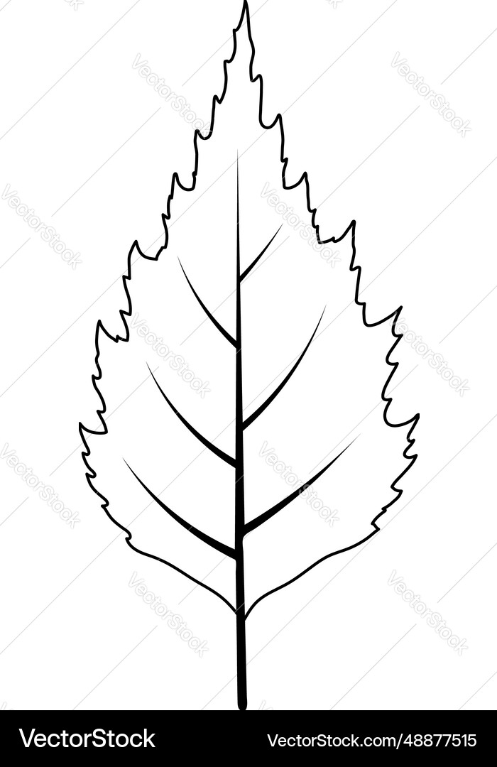 Birch tree leaf Royalty Free Vector Image - VectorStock