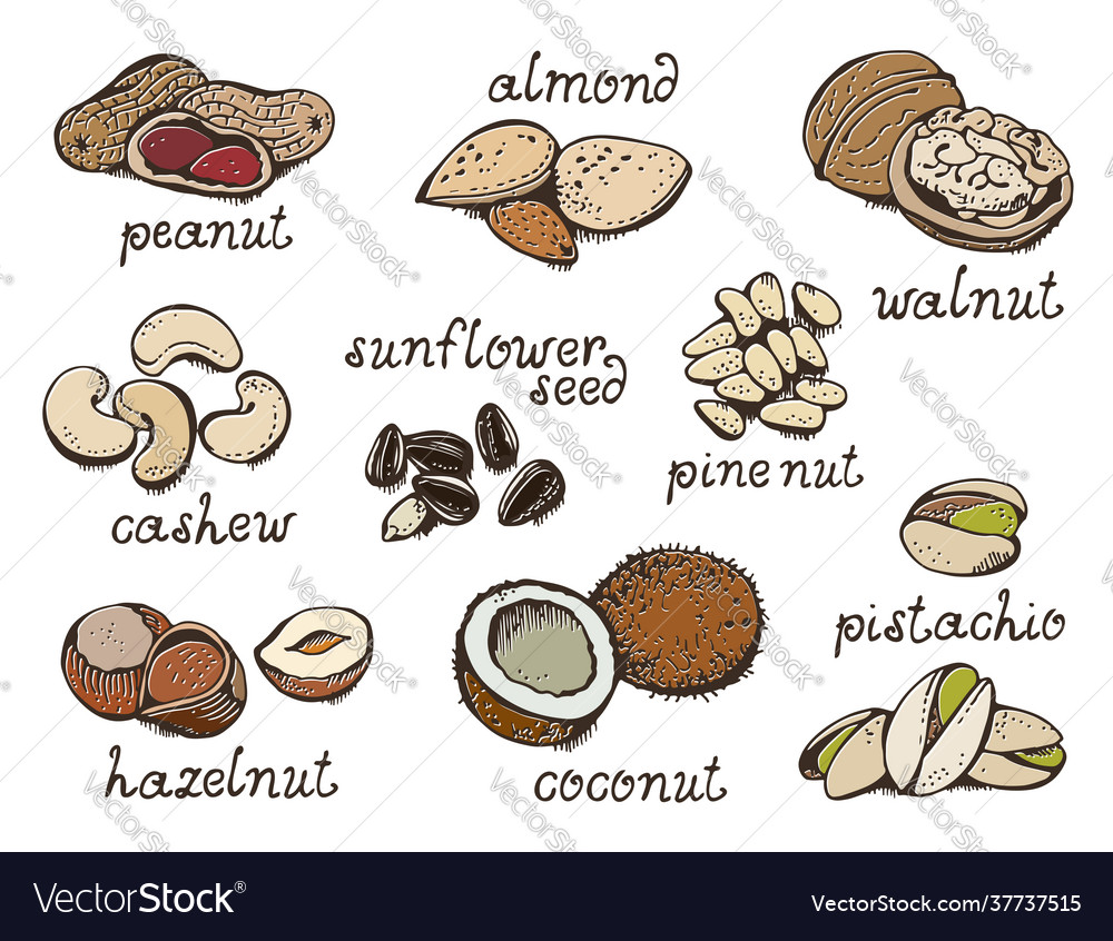 Nuts set various hand drawn Royalty Free Vector Image