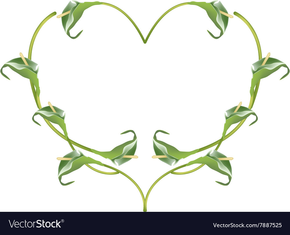 Beautiful green anthurium flowers in heart shape