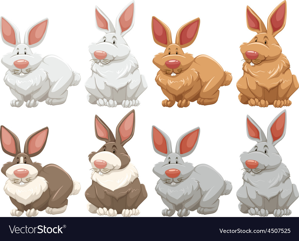 Rabbits